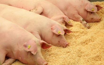 Kiaulių laikytojams už biologinio saugumo priemonių reikalavimų įgyvendinimą – valstybės parama