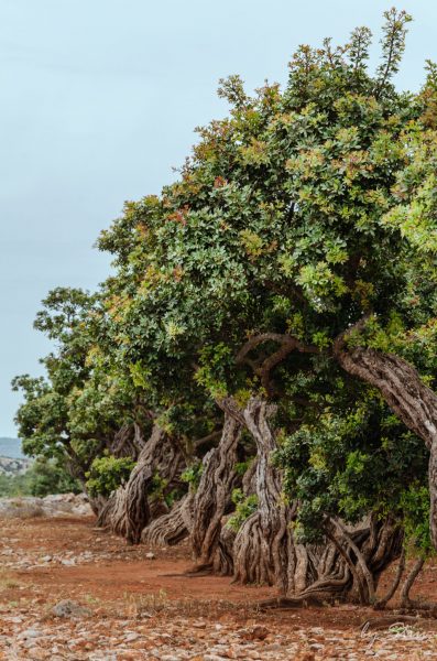Keistuoliai. Šie keisti medžiai duoda itin retą ir sveiką produktą mastichą. Masticha didžiausia Chioso salos vertybė. Tai medžių sakai, kurie paverčiami valgomu dalyku. Masticha nuo amžių buvo šio salos turtas, viliojęs ir turtinęs užkariautojus. Visi bandymai auginti mastichą kitur žlugo. Tad nenuostabu, kad šie medžiai itin vertinami. Chioso sala, 2019 m. gegužė.