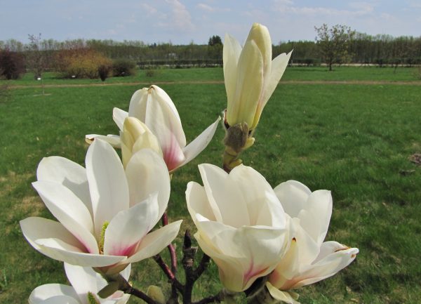 magnolia amabilis-150428 (9)