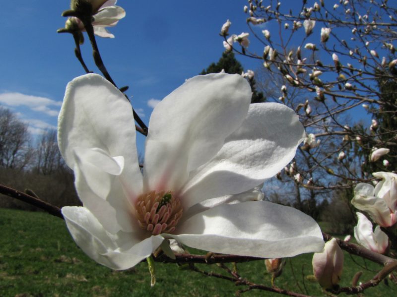 magnolia kobus arboretume-130502 (2)