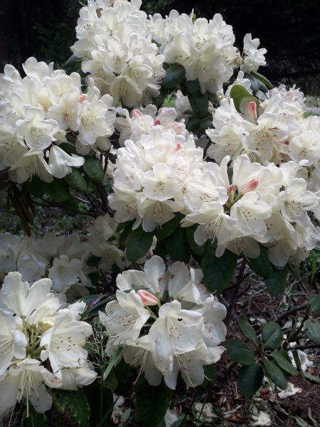 rododendras dubrava