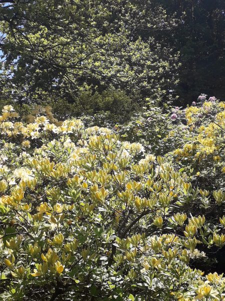 rododendras dubrava