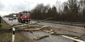 Ant kelio virto medžiai