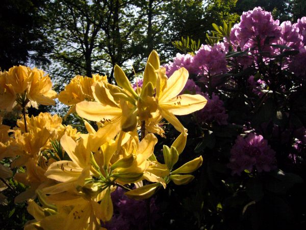 rododendras dubrava