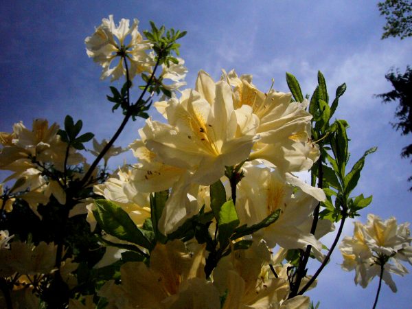 rododendras dubrava