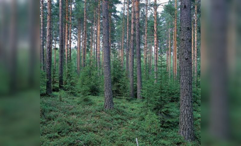 Sūduvos giria miškas medžiai samanos