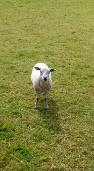 Airijoje ūkininkai augina daug avių ir jos labai mielos smalsios ir draugiškos...