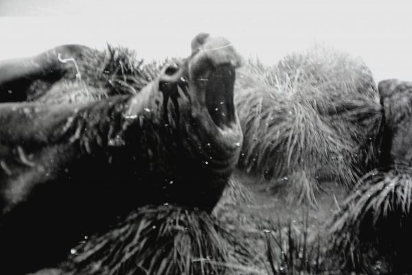 Salos gyventojas – jūros dramblys, stambiausias ruonių atstovas