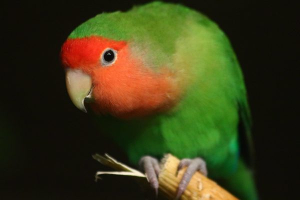Agaporniai