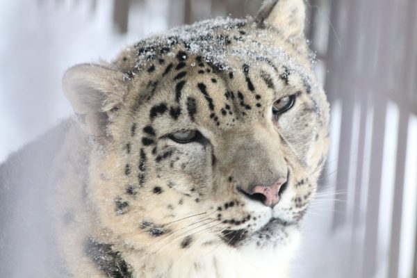 Snieginis leopardas