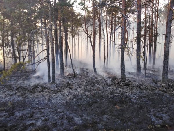 Apdegęs miškas