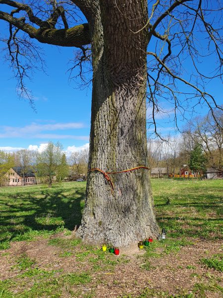Sukilėlių ąžuolas kvietiškio parkas