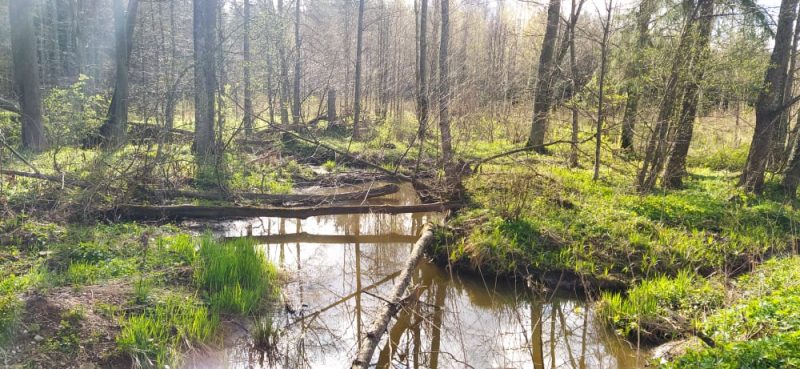 Bebrų darbas miškas