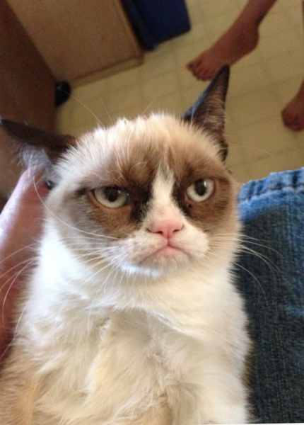 Grumpy cat memas Šaltinis_grumpycat.com