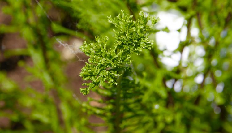 Athyrium filix-femina 'Dre's Dagger'
