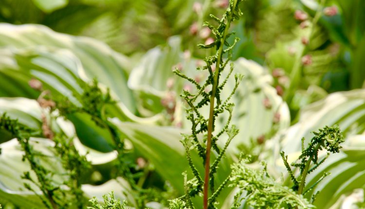Athyrium filix-femina 'Dre's Dagger'1