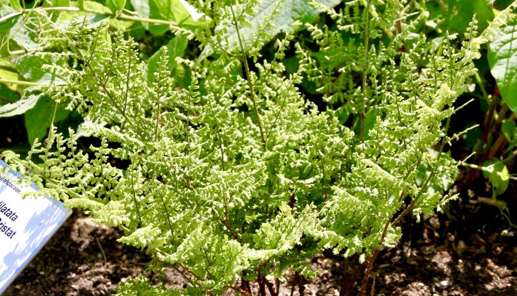 Dryopteris dilatata 'Lepidota Crispa Cristat' Skestalapis papartis