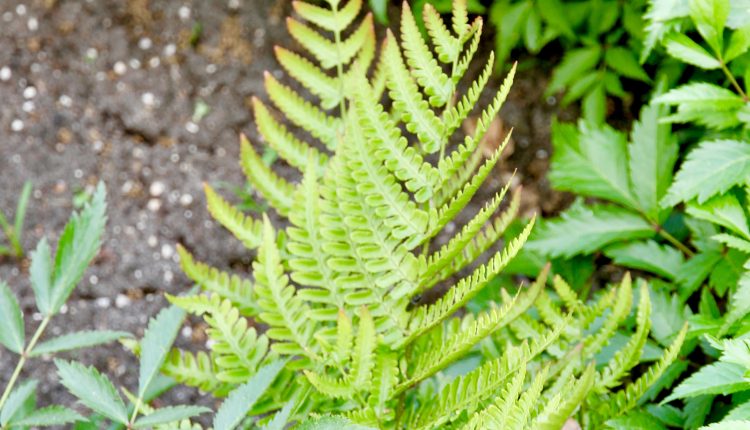 Dryopteris erythrosora 'Brilliance'