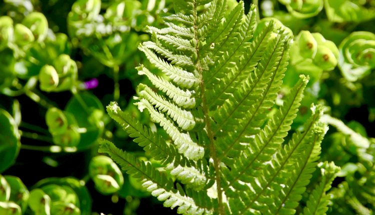Dryopteris filix-mas 'Furcans' Kelminis papartis