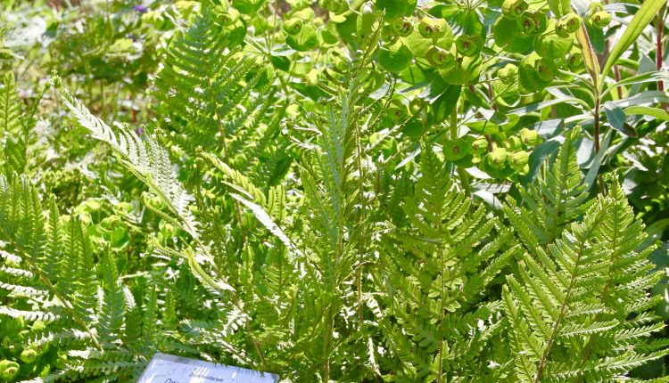 Dryopteris filix-mas 'Furcans' Kelminis papartis