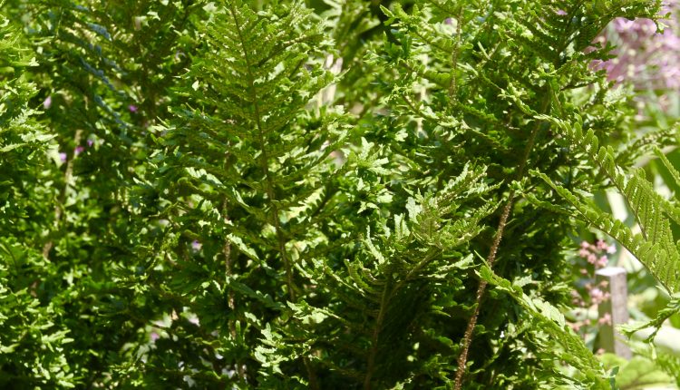 Kelminis papartis Dryopteris filix-mas 'Cristata'