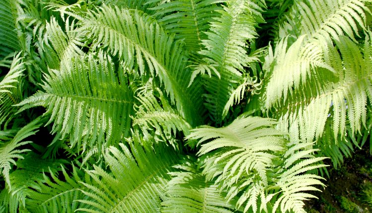 Kelminis papartis Dryopteris filix-mas 'Cristata'