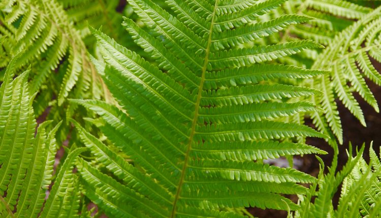 Paupinis jonpapartis Matteuccia struthiopteris3