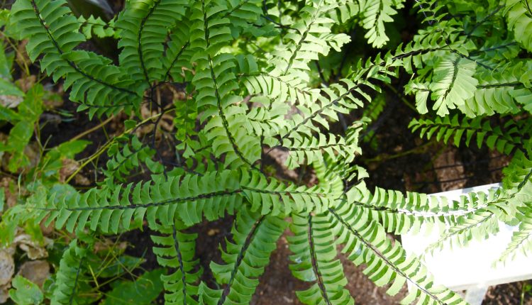 Pirstuotasis adiantas Adiantum pedatum