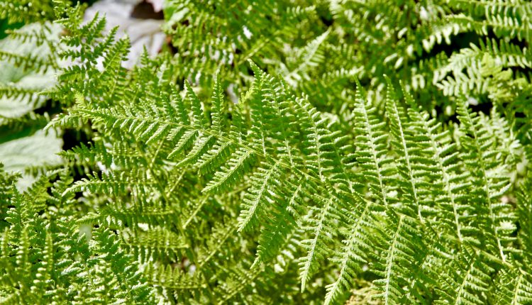 Pirstuotasis adiantas Adiantum pedatum
