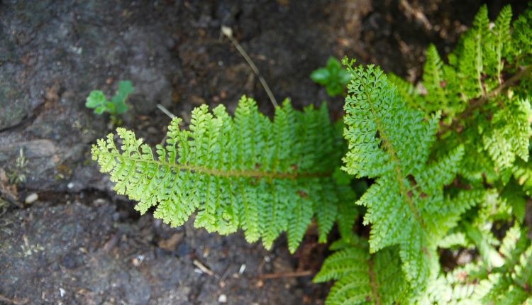 Pirštuotasis adiantas Adiantum pedatum