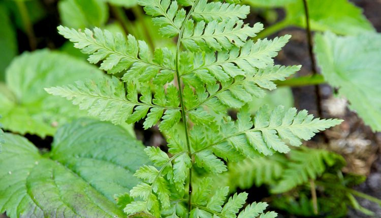 Skėstalapis papartis Dryopteris dilatata
