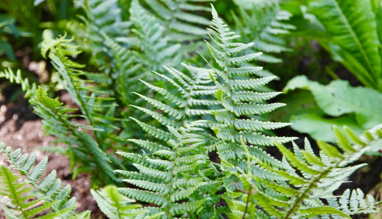 Zvynuotasis papartis Dryopteris affinis
