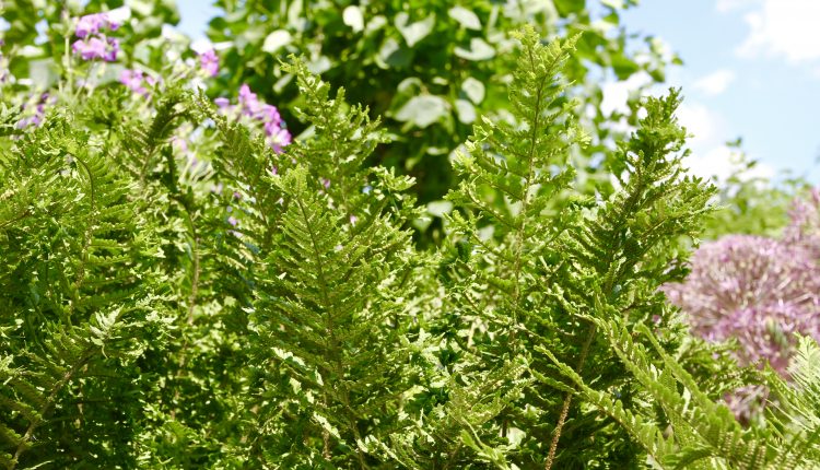 Zvynuotasis papartis Dryopteris affinis 'Polydactyla Dadds'