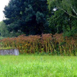 Šiame sklype Sosnovskio barščio plantacija jau pribrandino sėklas