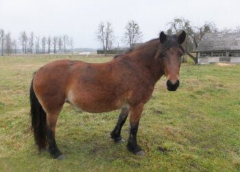 Akmenynuose pavogta kumelė ir kumelaitė