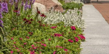 Marijampolės gėlynų nuotraukos