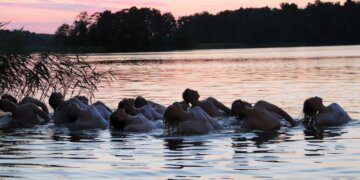 Muzikinė drama SAKMĖ APIE DOVANOTĄ ŠIRDĮ