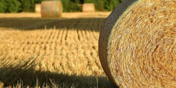 Šiaudų rulonai