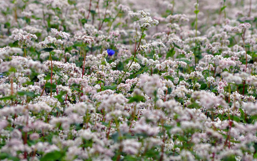 buckwheat-flowers-7313577_1280.jpg