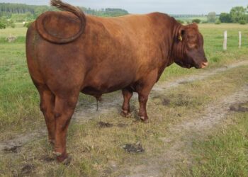 ANGUS rūšies veršis