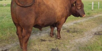 ANGUS rūšies veršis