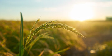 Augalai, žemės ūkis, laukas
