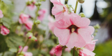 Su rugsėjo 1 diena!