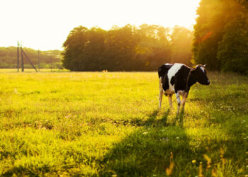 Didinama susietoji parama už pienines karves