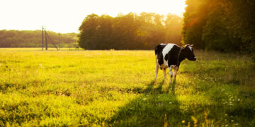 Didinama susietoji parama už pienines karves