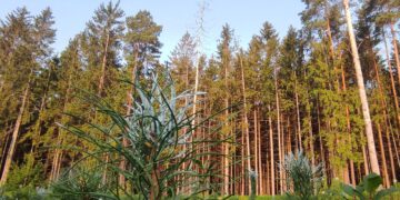 Želdinių apsauga nuo žvėrių