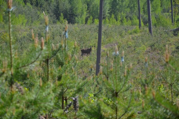 Želdinių apsauga nuo žvėrių @VĮ Valstybinių miškų urėdijos nuotrauka
