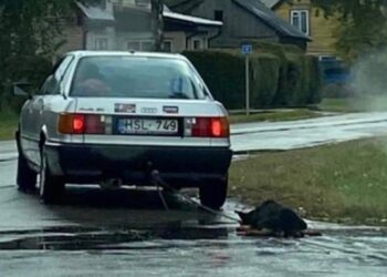 Šokiruojantis elgesys su šunimi Šakiuose