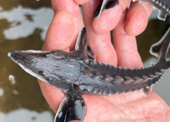 Šiemet į Lietuvos upes ir ežerus išleista beveik 13 mln. įvairių rūšių žuvų