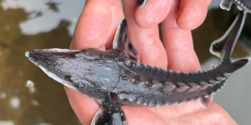 Šiemet į Lietuvos upes ir ežerus išleista beveik 13 mln. įvairių rūšių žuvų